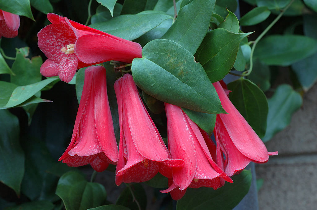 Lapageria Rosea The National Flower Of