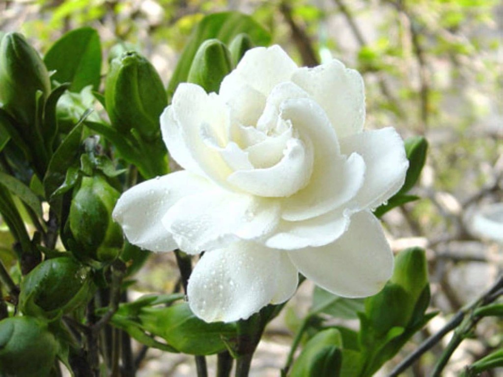 National flower of syria