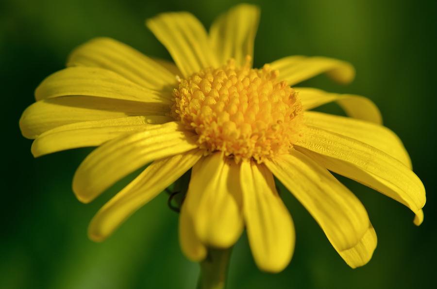 al-arfaj the national flower of kuwait