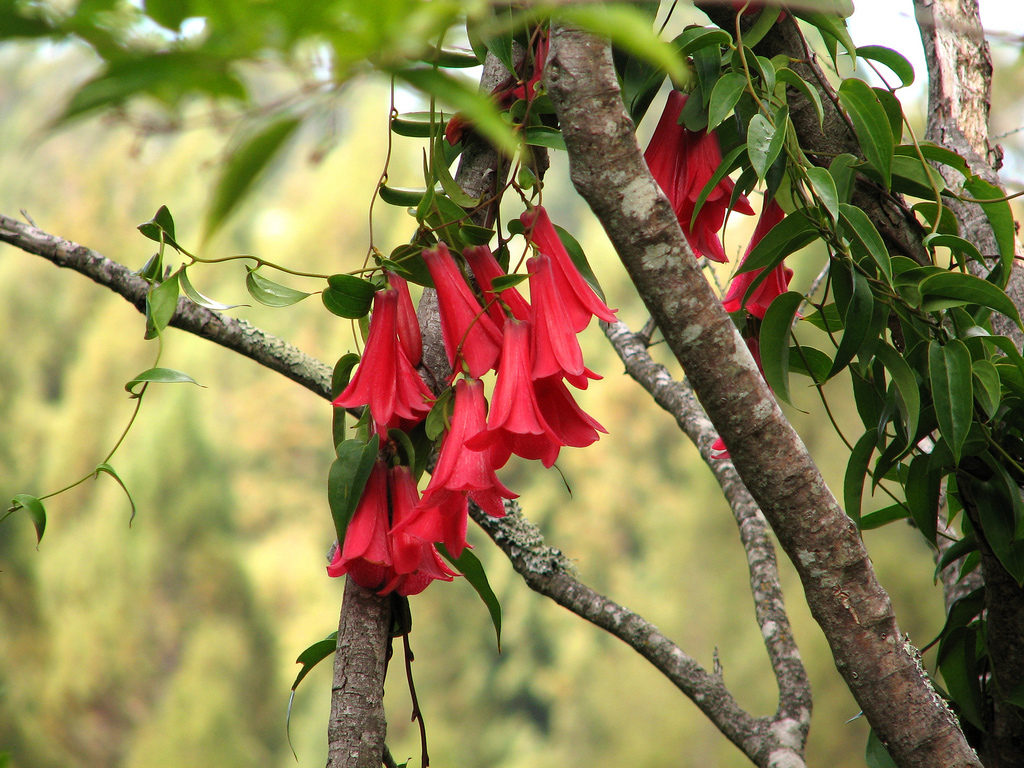 Lapageria Rosea - The National Flower of Chile