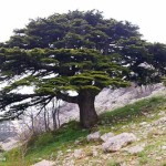 national flower of lebanon cedar tree