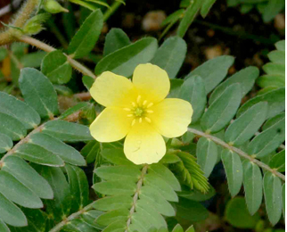 Tribulus The National Flower of United Arab Emirates