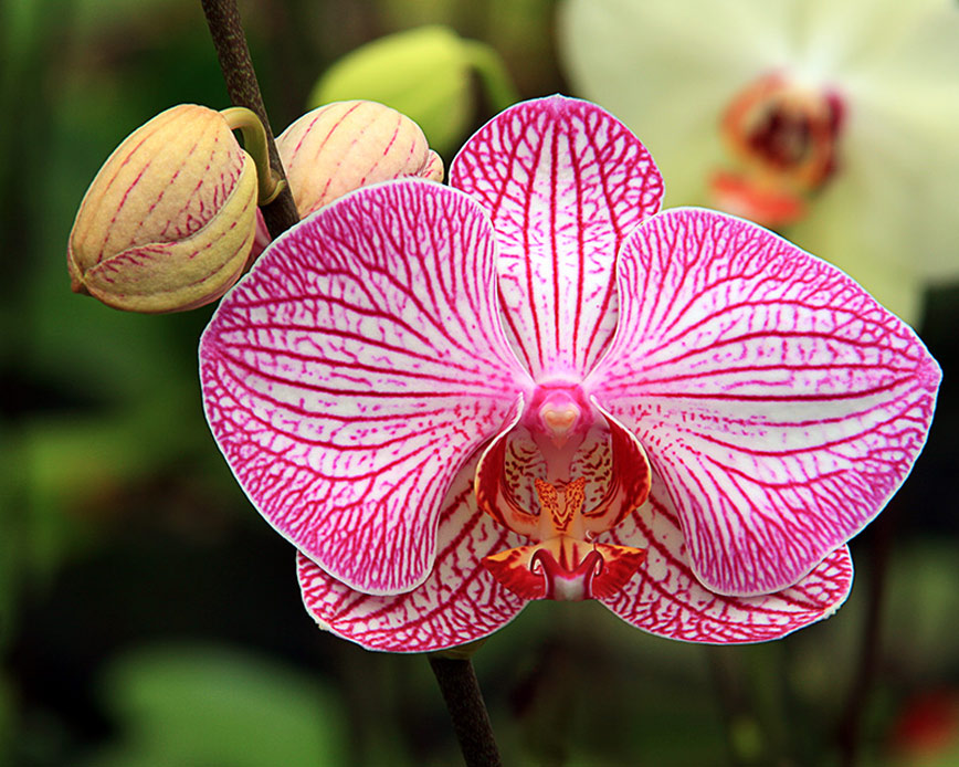 National Flower Is The Orchid