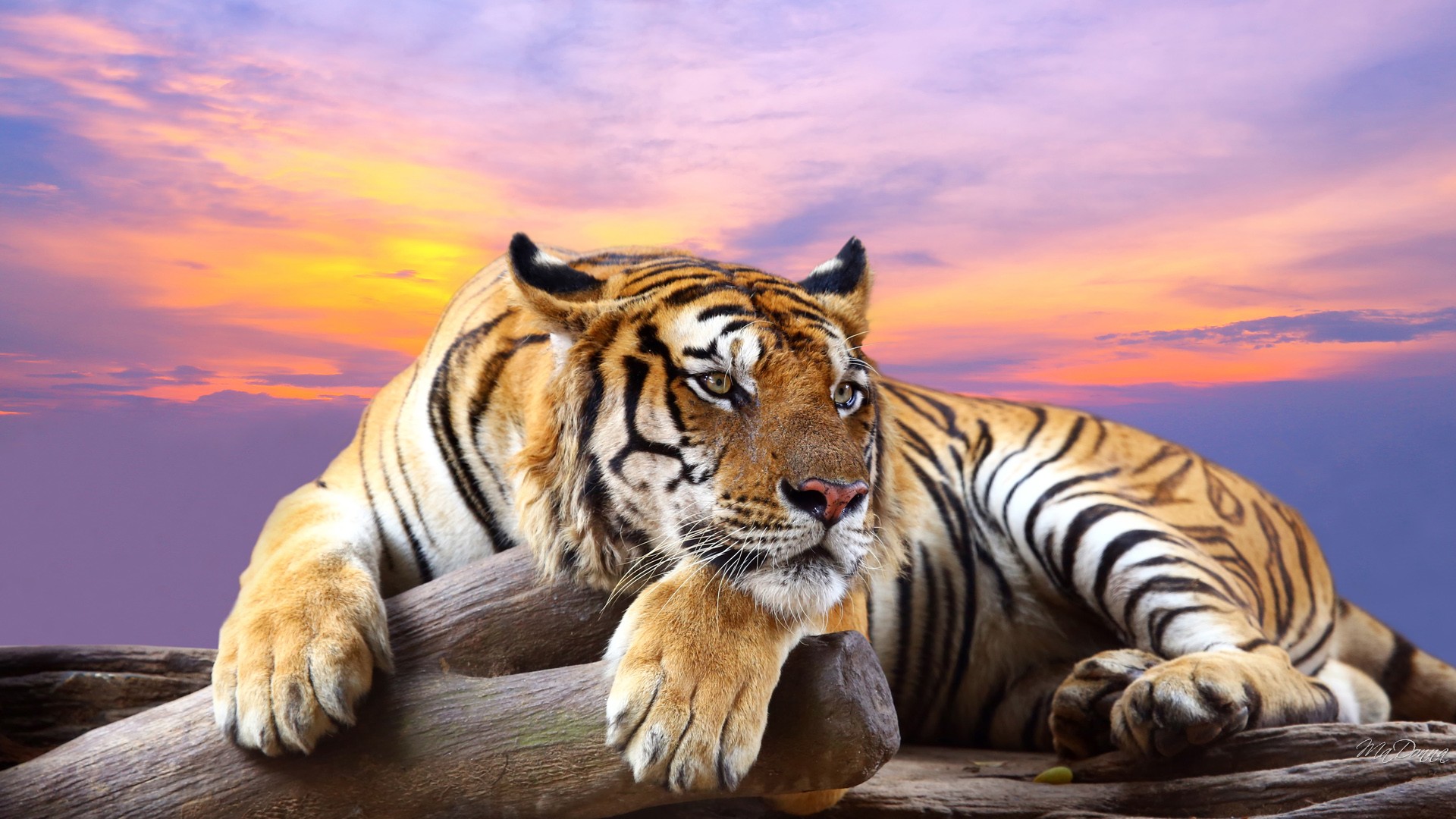 tiger the national animal of india