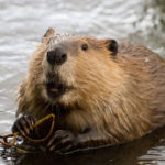 Beaver - The National Animal of Canada