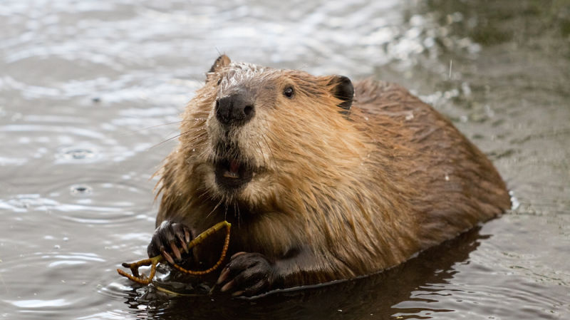 Beaver: The National Animal of Canada