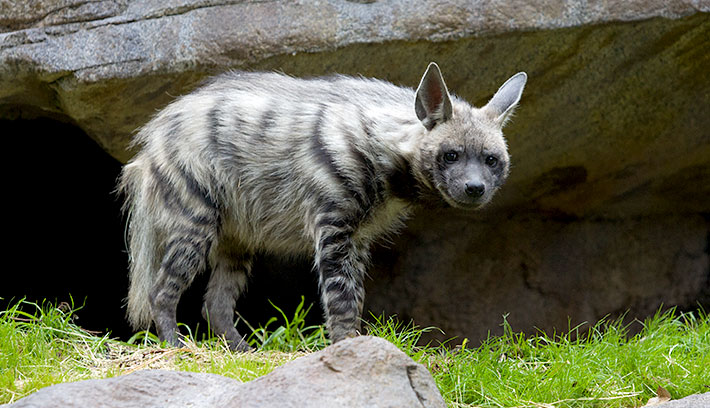 Striped Hyena - The National Animal of Lebanon