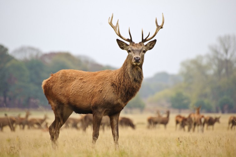 Red Deer: The National Animal of Ireland