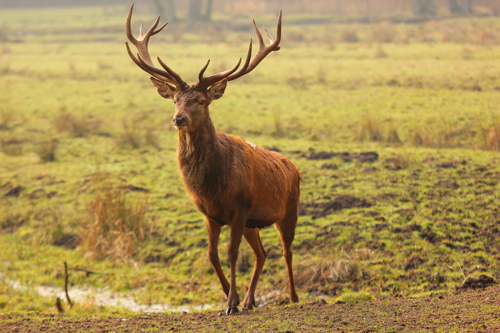 Red Deer The National Animal of Ireland