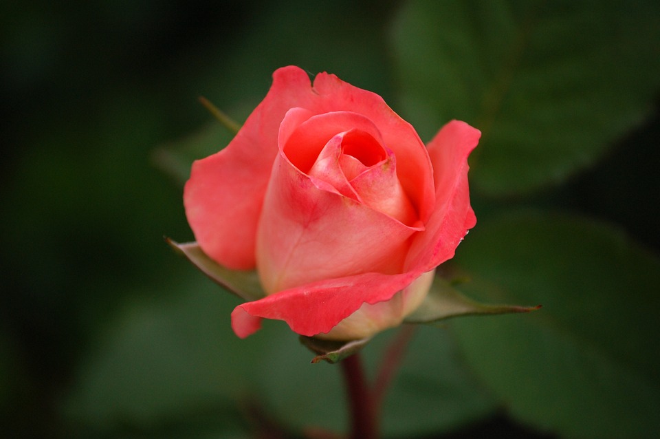 Rose: The National Flower of Turkmenistan