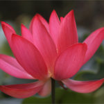 Red Lotus The National Flower of Vietnam