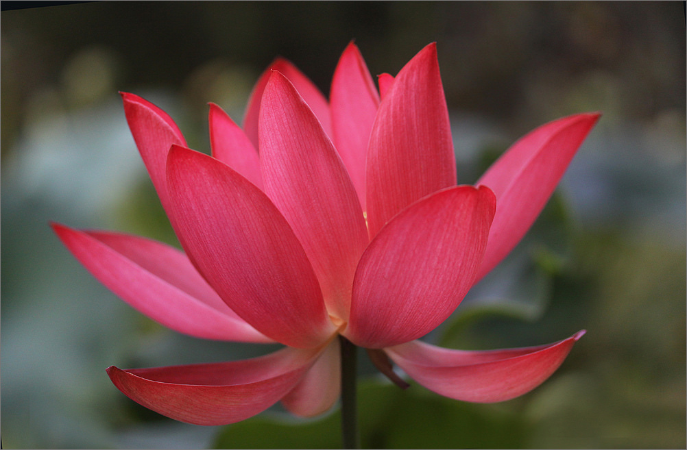Red Lotus The National Flower of Vietnam