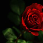 Rose: The National Flower Togo