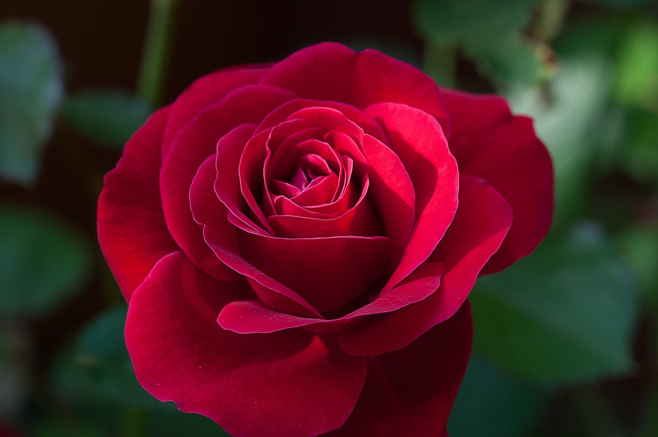 Rose: The National Flower Togo