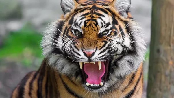 Royal Bengal Tiger Roar Face