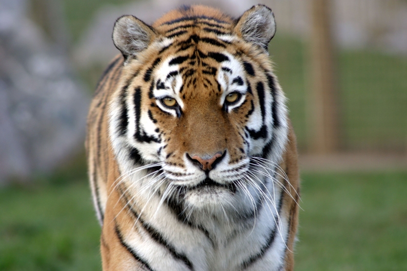 Royal Bengal Tiger The National Animal of Bangladesh helonational