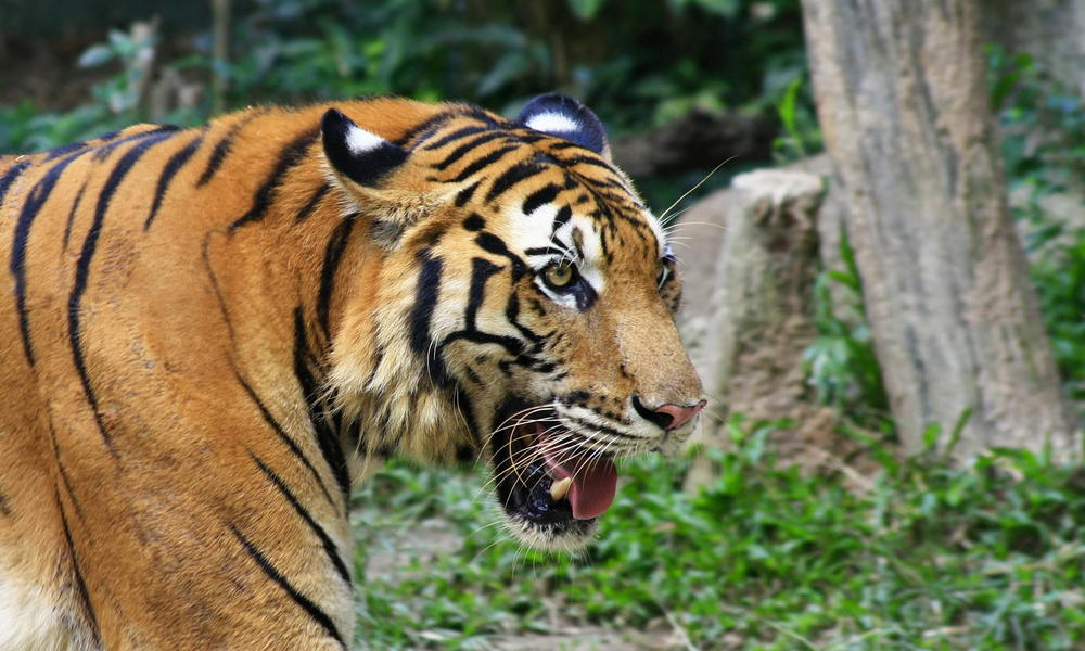 Royal Bengal Tiger The National Animal of Bangladesh jaws