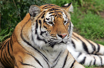 Royal Bengal Tiger The National Animal of Bangladesh