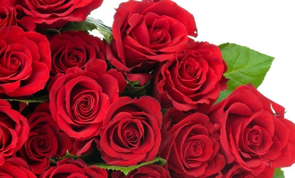 Rose: The National Flower of Turkmenistan