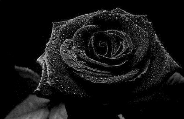 Black Rose of Turkey