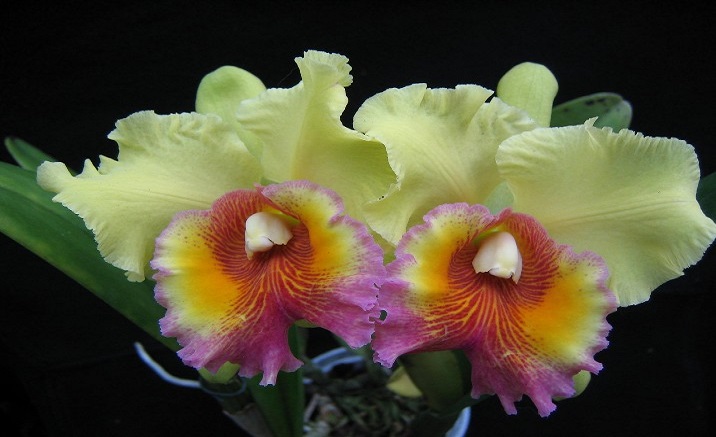 Cattleya Orchid The National Flower of Brazil