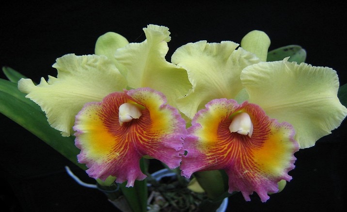 cattleya-orchid-the-national-flower-of-brazil