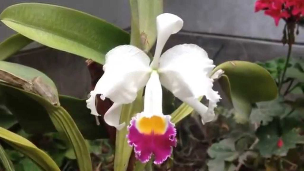 Cattleya Trianae: The National Flower of Colombia