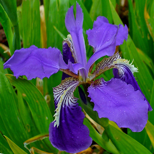 Iris Tectorum: The National Flower of Algeria