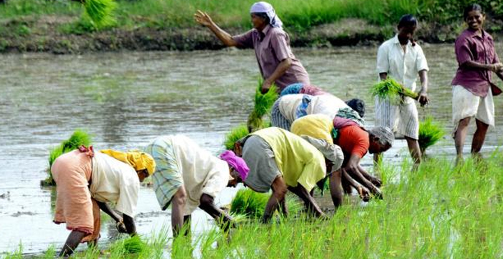 farmers day in ghana