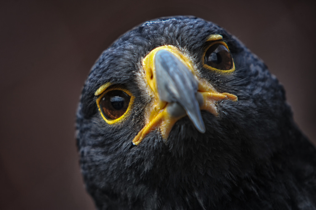 Black Eagle The National Animal Of Austria