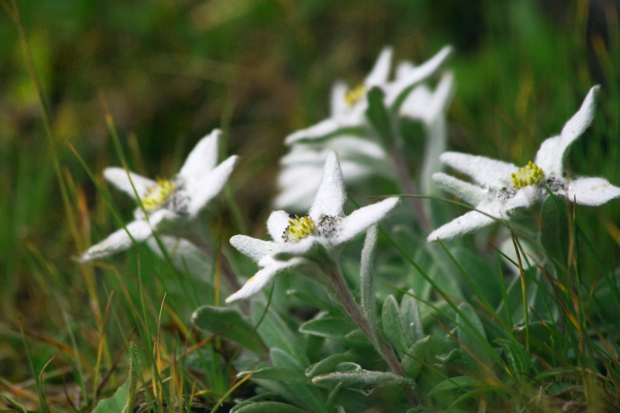 The National Flower of Austria