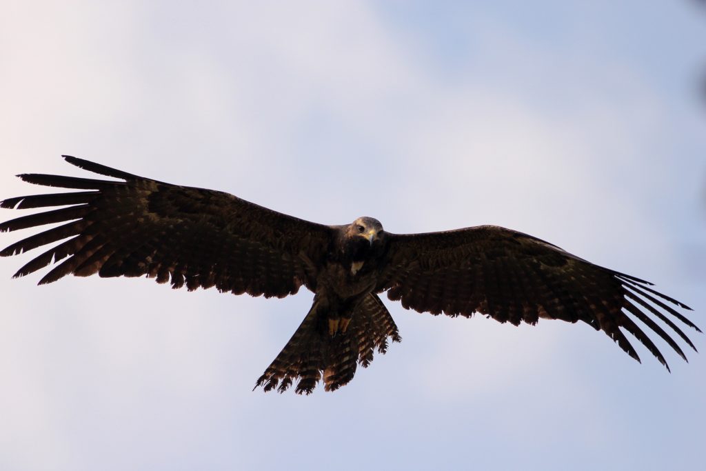 black-eagle-the-national-animal-of-austria