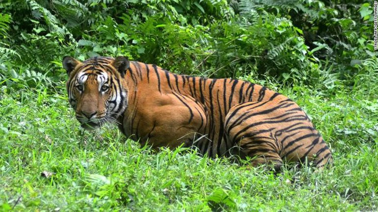 National Animal of Bangladesh