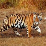 Royal Bengal Tiger National Animal of Bangladesh