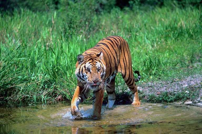 The Royal Bengal Tiger