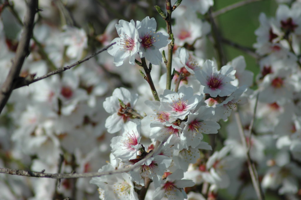 plum blossom: The national flower of Taiwan