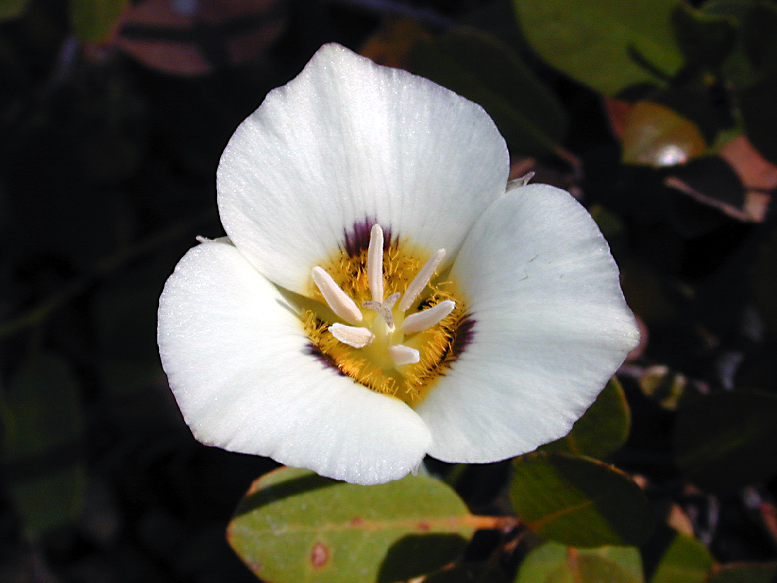 White-Mariposa-Cuba-National-Flower-