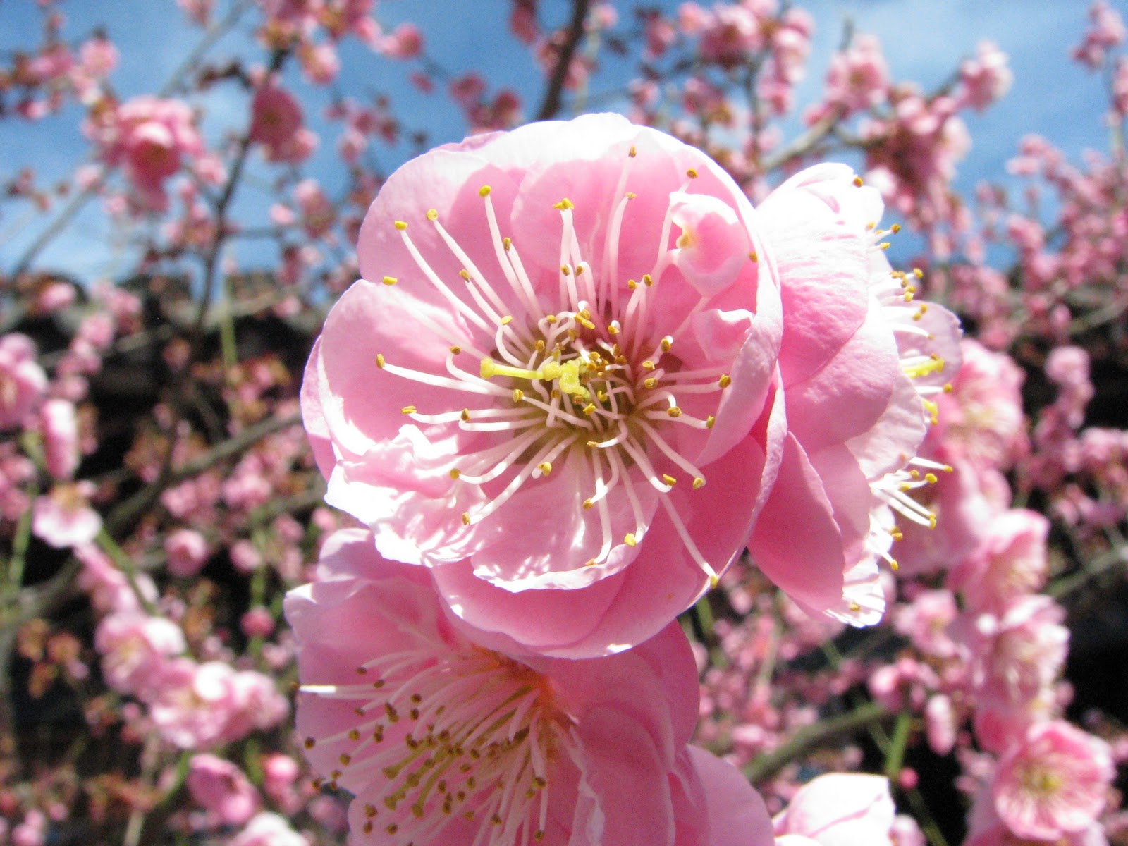 Plum Blossom National Flower Of Taiwan 