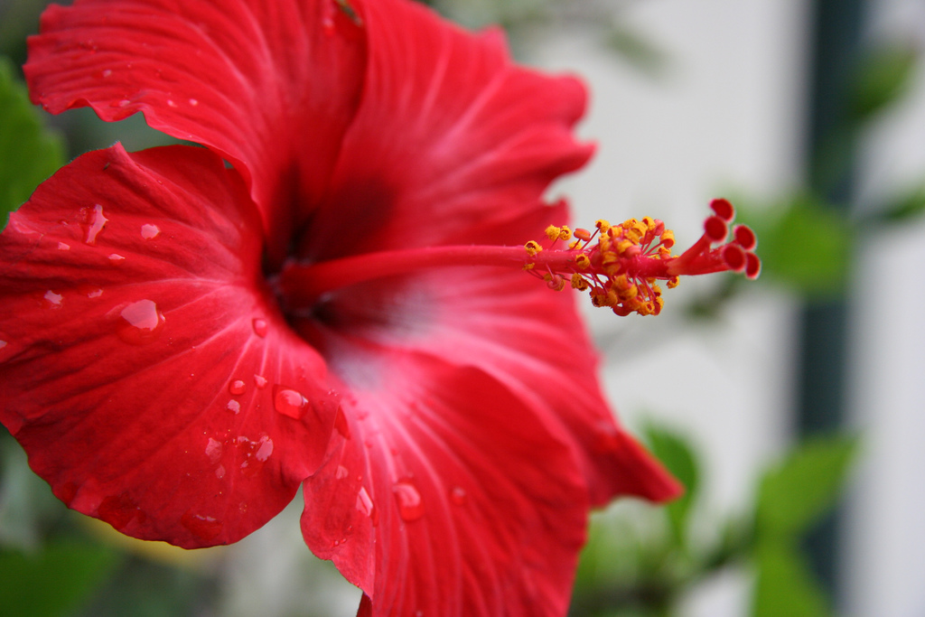 Hibiscus the national flower of haiti