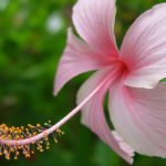 National flower of haiti
