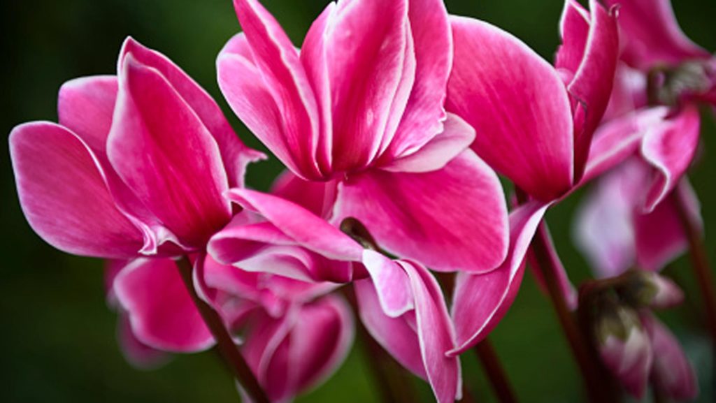 Cyclamen persicum The national flower of israel