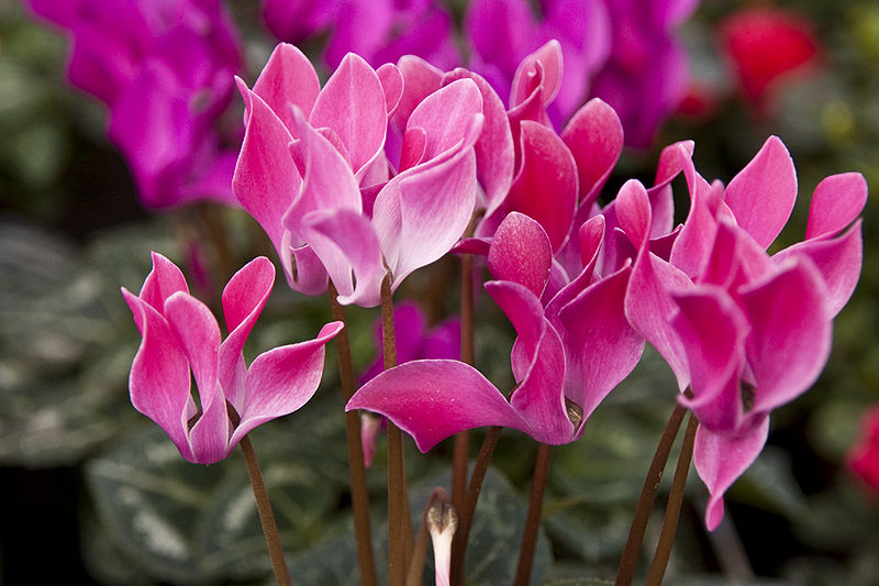 cyclamen persicum the national flower of israel