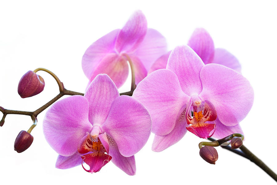  Facts About Singapore Orchids