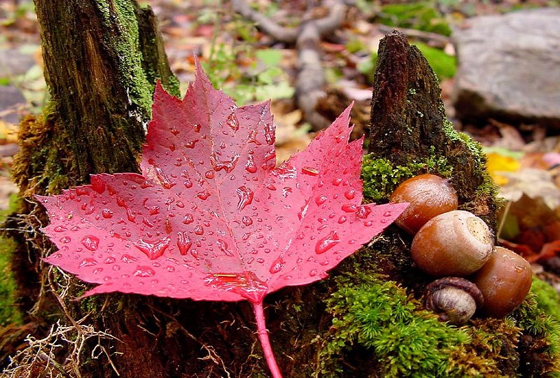 Maple Leaf: National flower of Canada