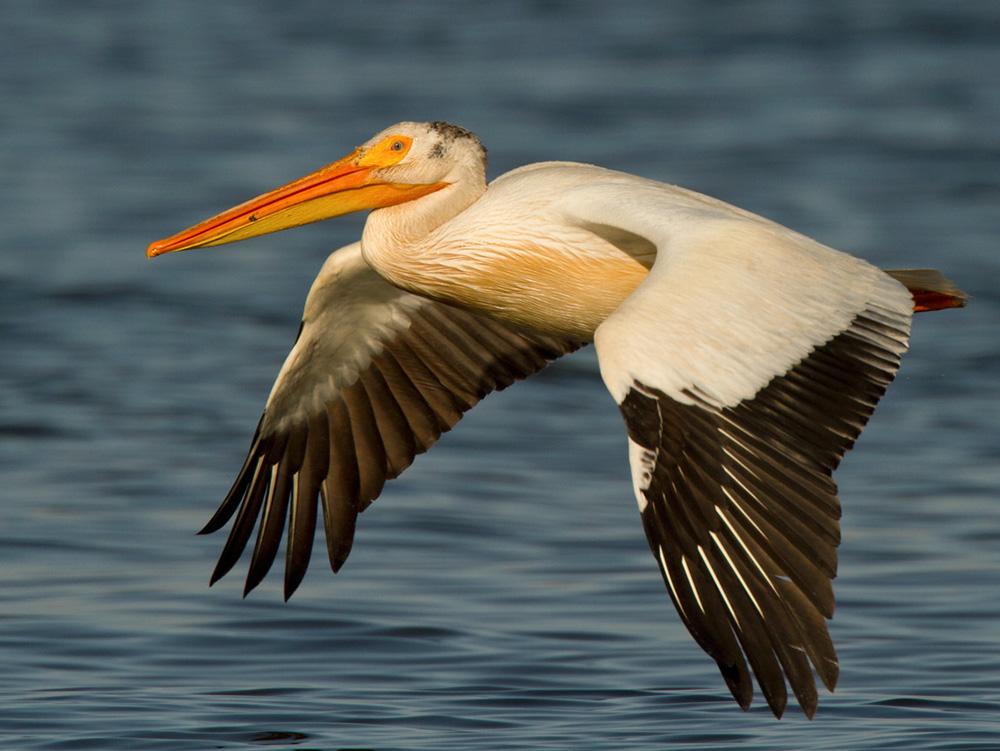 White Pelican : National Bird of Romania