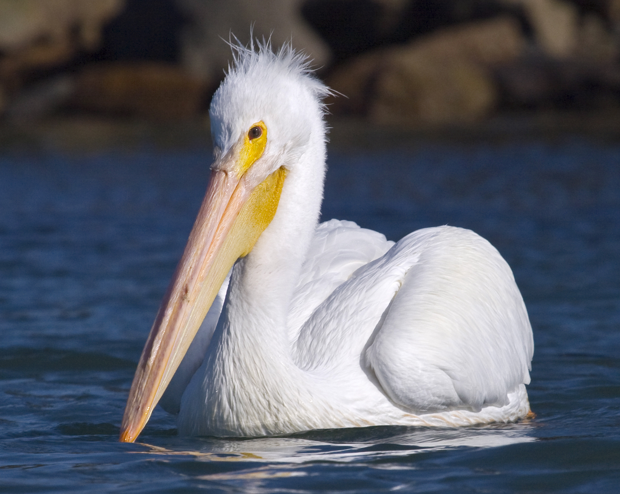 National Bird of Romania 