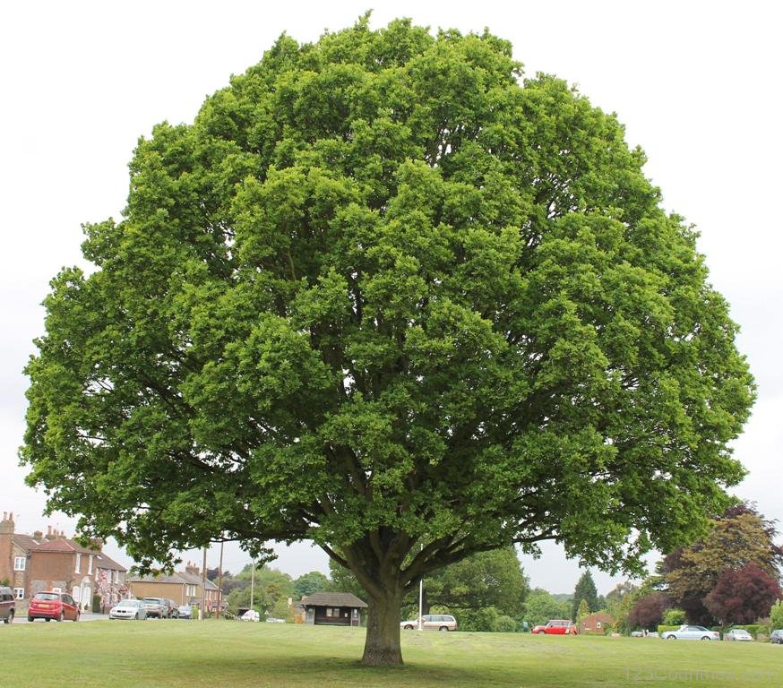 National Tree of Romania