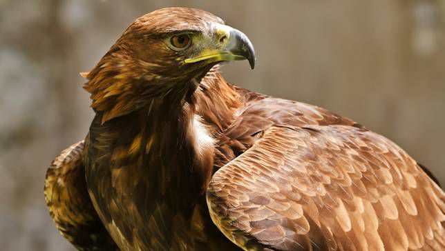 National Bird of Afghanistan golden eagle