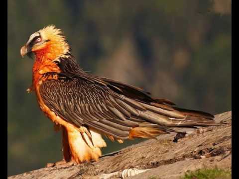 National Bird of Afghanistan