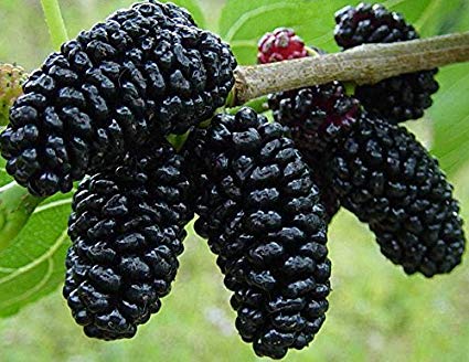 National Tree of Afghanistan mulberry